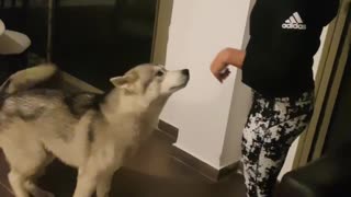 Husky does paw trick and shakes hand for a treat