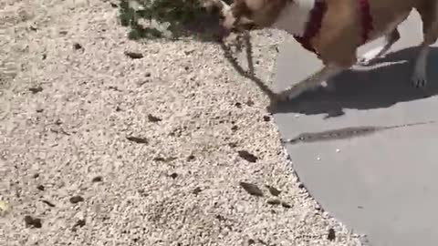 Brown white dog drags entire tree branch stick to fence gate