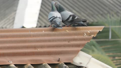 Two bizarre Romantic Bird Kissing In Front Of My Camera