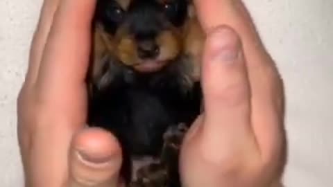 Cachorro se escondendo na mão de seu dono