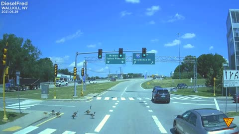 Ducks crossing the road. 2021.06.29 — WALTHAM, MA