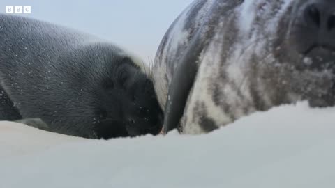 World’s Strangest Mating Technique I Frozen Planet II I BBC Earth