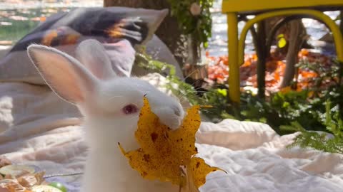 THIS TINY WHITE RABBIT IS CHEWING THE FALLEN YELLOW LEAF OF A TREE