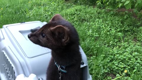 Buddy the sable is afraid of the street