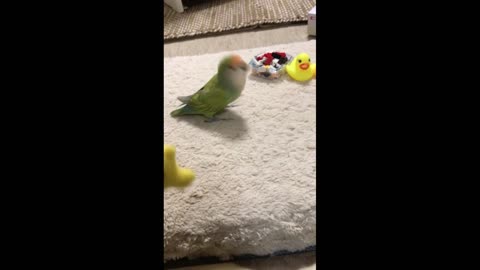 Bird Bobs Head With Squeaky Toy