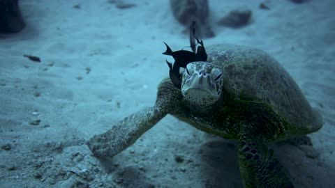 Turtle with Exotic Fishes