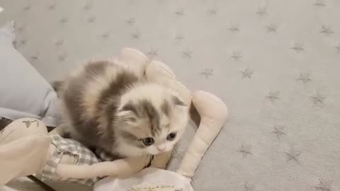 cute kitten videos fun