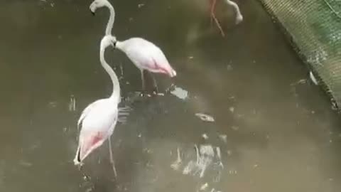 Beautiful flamingos