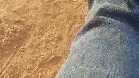 Snake Pulled out of Mans Pants