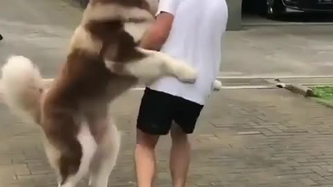 Big dog have a dancing mood