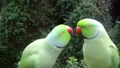 Parrots Loving and Talking Each Other