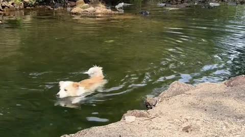 A dog who loves to swim