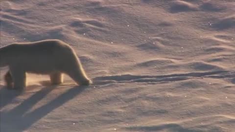 Frozen Planet: Polar Bear Den