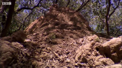 Ants Attack Termite Mounds | Natural World: Ant Attack | BBC Earth