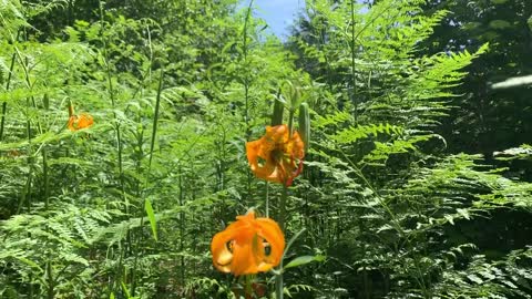 Beautiful butterfly caught on video as it lands on an amazing flower