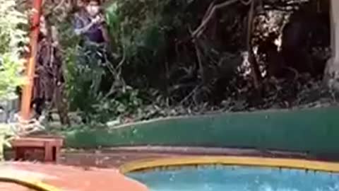 Wild monkeys enjoy new found place to dive on a hot day at gardens by the pool at Bali video