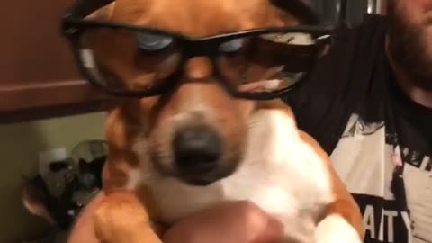 Music what is love brown dog with reflective sunglasses dancing wiggling while held by owner