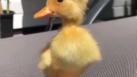 Cute Duckling 🔴 Funniest Baby Ducks Videos Compilation