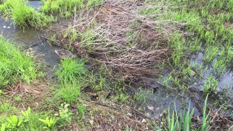 Baby ducks eat grass in the stream