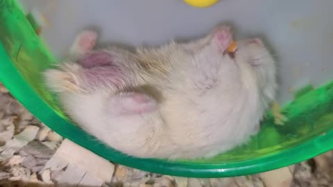 Hamster eats snack in the laziest possible ways