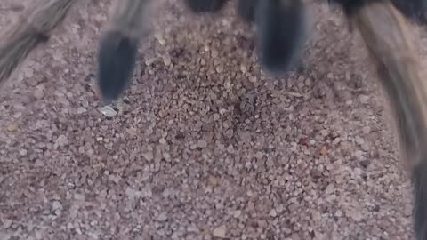 Texas Brown Tarantula