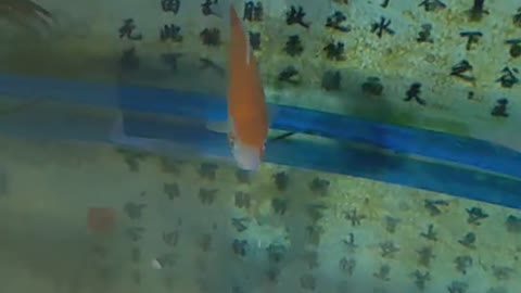 Goldfish swim happily in the fish tank.