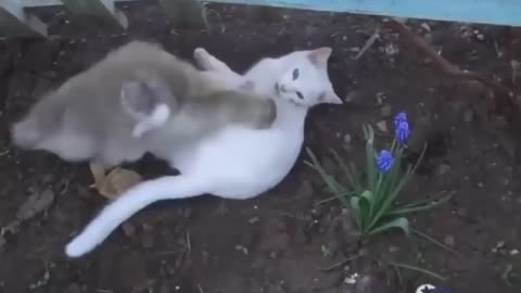 Cat fighting a duck ( veeery funny )