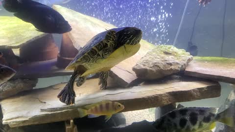 Florida Cooter Turtle - Nap Time!