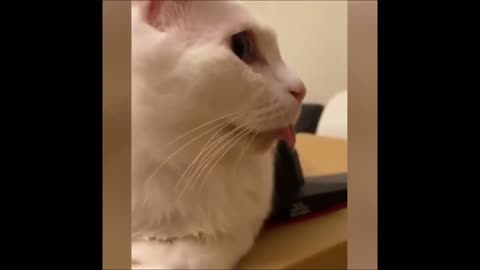 Funny parrot with cat amazing moment