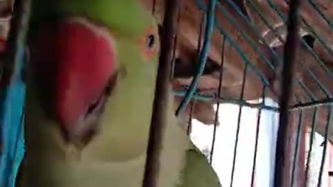 Parrot sounds very loudly