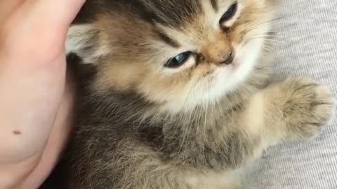 Kitten loves the way i touch him