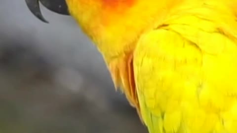 Relaxing natural scene with a beautifly colored parrot