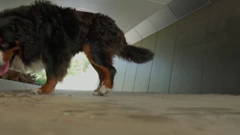 Dangerous dog. Is it a dog or a lion. Very good bread dog looks a lion