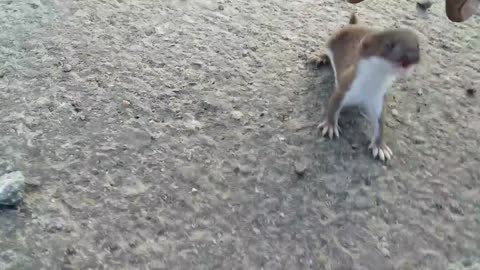 Man Rescues Baby Weasels From The Road After Mother Gets Frightened By Car and Abandons Them