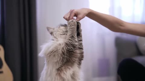 cat traning video