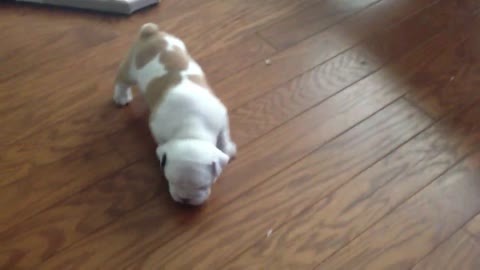 English bulldog puppy learning to walk