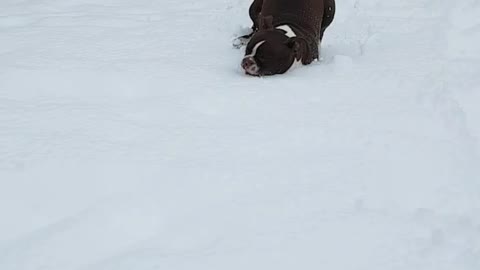 Doggo having way too much fun in the snow