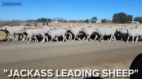 Jackass Leading Sheep