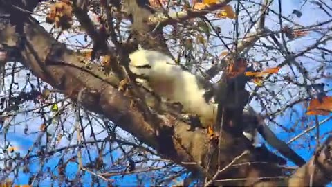 A cute street cat climbing a tree.