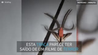 Na Indonésia as traças parecem aliens!