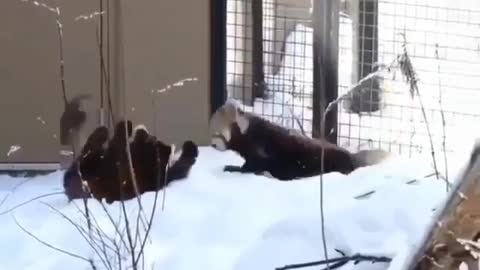 Red panda plying together.