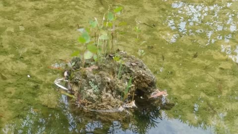 There are small green plants on the rockery