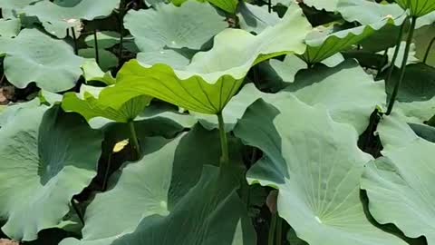 The lotus flowers are in full bloom, leaving mud without being stained