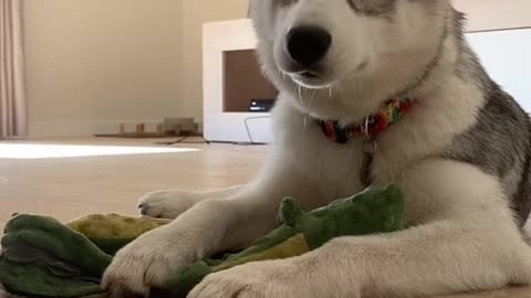 so cute husky