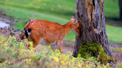 Animals That Call The Jungle Home | Rainforest | Relaxation Film