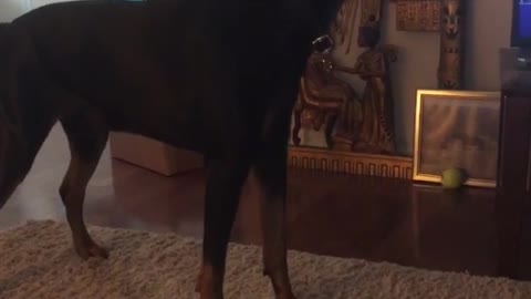 large black dog sings along side music on tv