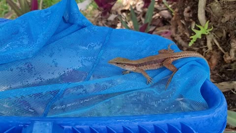 Milo the cat runs after a lizard a large lizard that then jumps into the pool and swim like a champ.