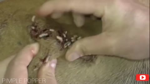 5 Satisfying Animals Pimple Popping Videos