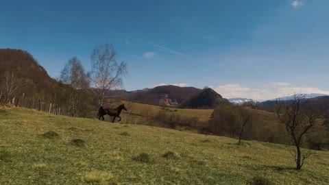 Transylvanian landscape with brown horse