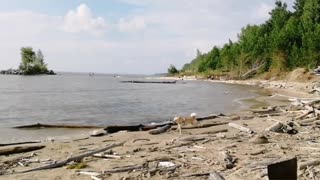 dog on the beach